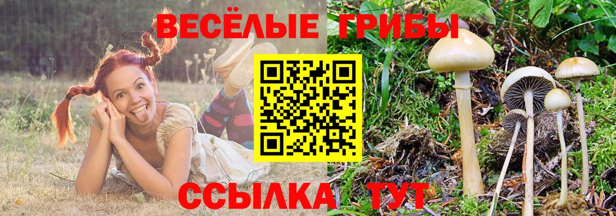 купить наркоту  Галлюциногенные грибы Psilocybine cubensis  Вход с VPN  Жуковский 