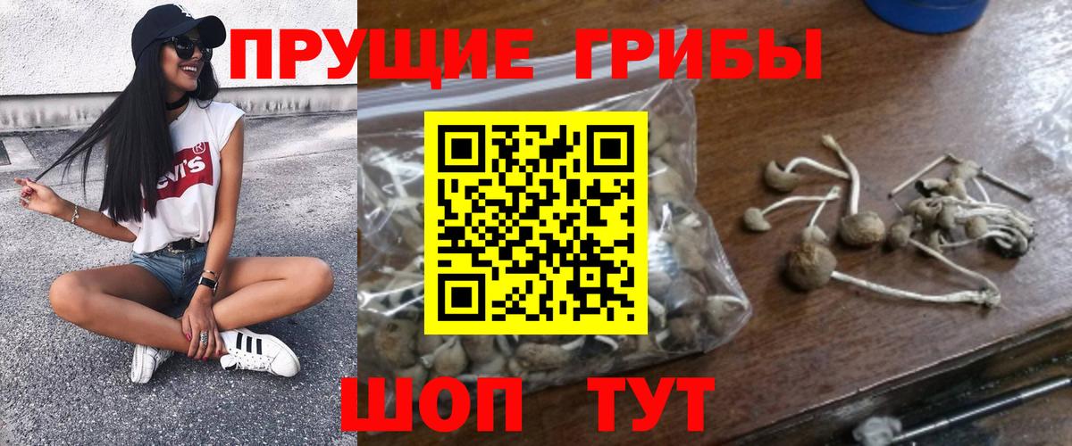 Галлюциногенные грибы Psilocybine cubensis Жуковский